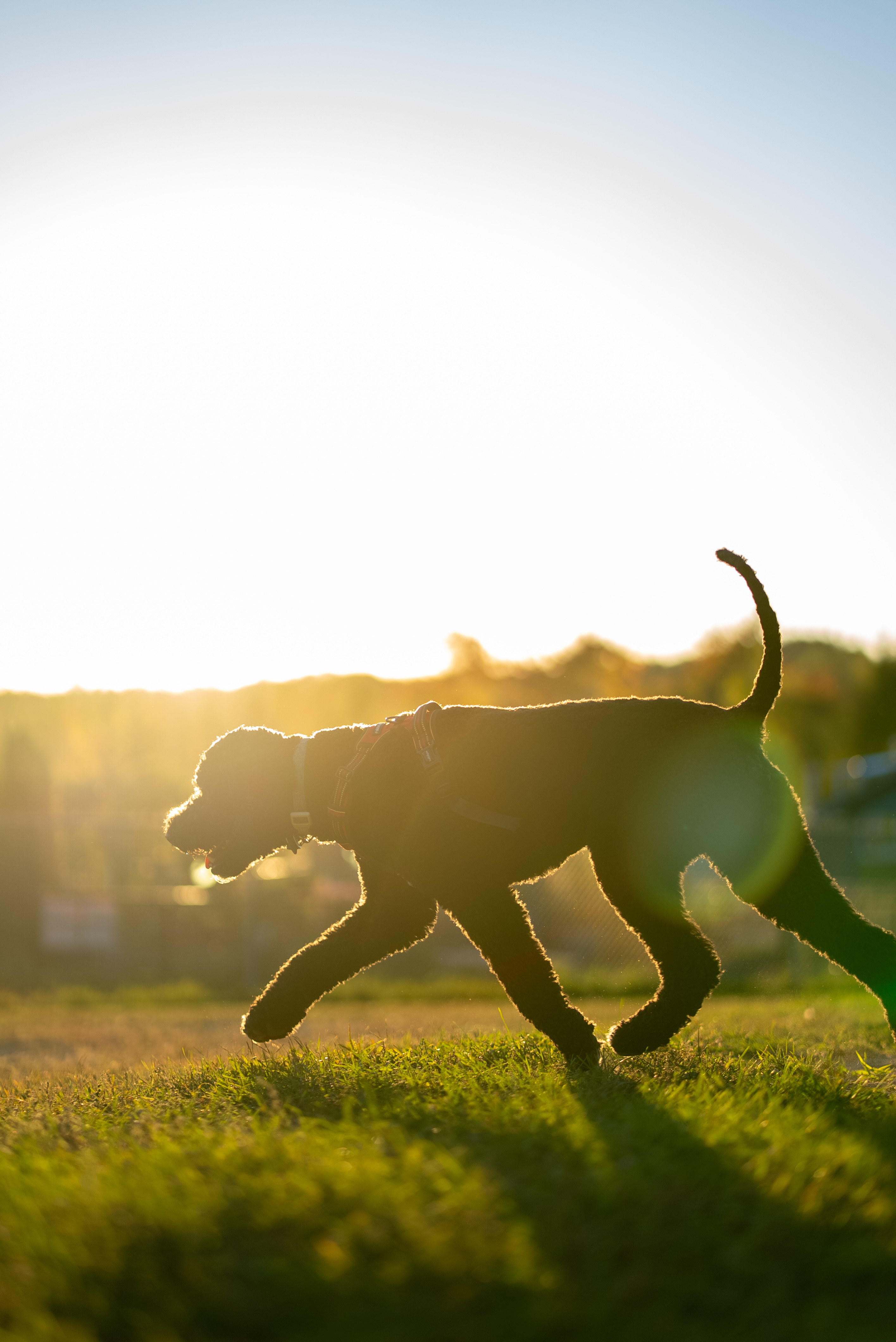 DogPark 07294